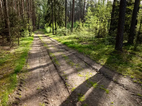 Пешеходная Дорожка Зеленом Лесу Солнечном Свете Весной Польша Европа Лицензионные Стоковые Фото