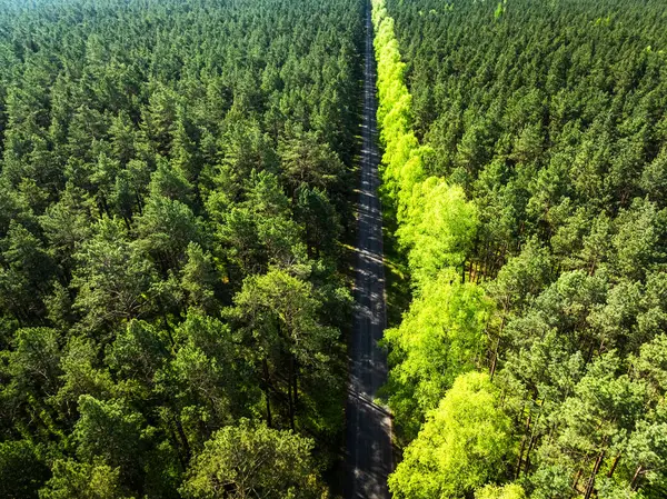 Зеленый Лес Проселочная Дорога Весной Восходе Солнца Польша Европа Стоковое Фото