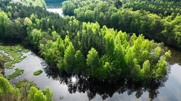 Ανεμοδαρμένα Ποτάμια Και Δάση Την Άνοιξη Φύση Στην Πολωνία Ευρώπη Εικόνα Αρχείου