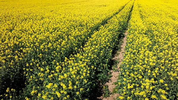 Flores Colza Amarelas Com Faixas Trator Campo Vista Aérea Agricultura Fotos De Bancos De Imagens