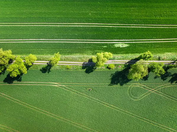 Два Зеленых Пшеничных Поля Разделенных Сельской Дорогой Весной Польше Лицензионные Стоковые Изображения