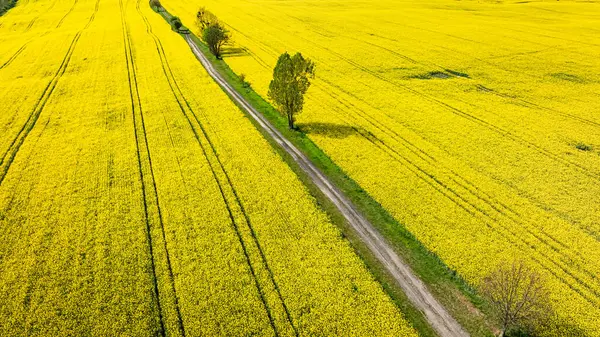 Yellow Rape Flowers Tractor Tracks Countryside Aerial View Agriculture Fotografia Stock