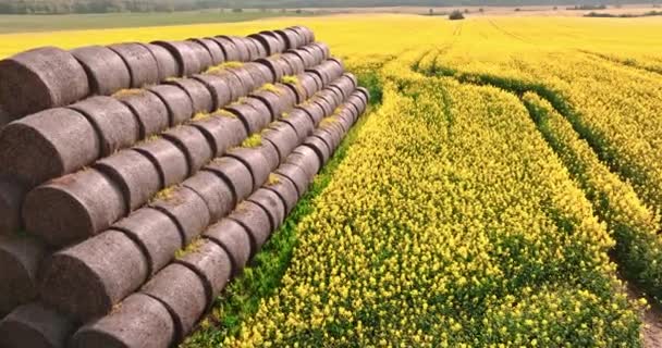 农村的油菜花堆满了干草 从空中看农业 — 图库视频影像