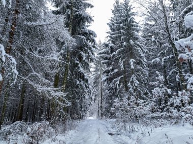 Aerial view of footpath in snow-covered forest in Poland. The trees are covered with snow. clipart