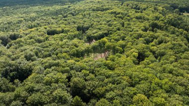 Green endless forest in Poland. Big rainforest in summer, Europe. clipart