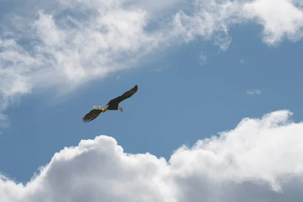 Águia Careca Voando Céu Azul Com Nuvens — Fotografia de Stock
