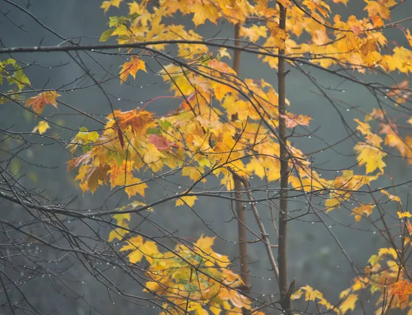 雨や霧の中で明るい色の葉を持つ秋のカエデの木 — ストック写真