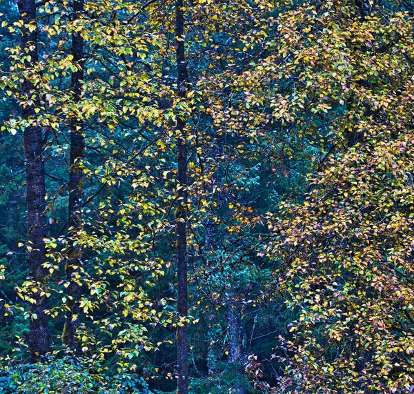 Листья Меняющие Цвет Лесу Желтым Красным Смешанные Зеленым — стоковое фото