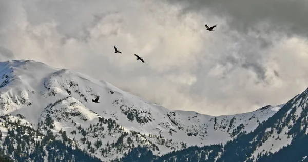 Τέσσερα Κοράκια Πετούν Πάνω Από Χιονισμένα Βουνά Μια Συννεφιασμένη Μέρα — Φωτογραφία Αρχείου
