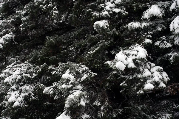 겨울에 자라는 가문비나무 가지에 — 스톡 사진