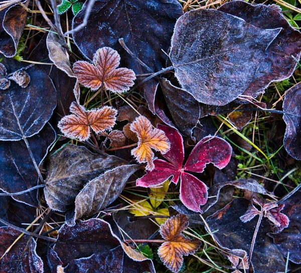 秋にイチゴ バンチベリー アルダーの葉に霜が降ります — ストック写真