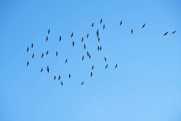 在阳光明媚的秋天 大批的沙丘鹤从阿拉斯加迁徙过来 — 图库照片