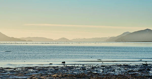 Grande Bando Aves Costeiras Alimentando Oceano Perto Abertura Para Baía — Fotografia de Stock