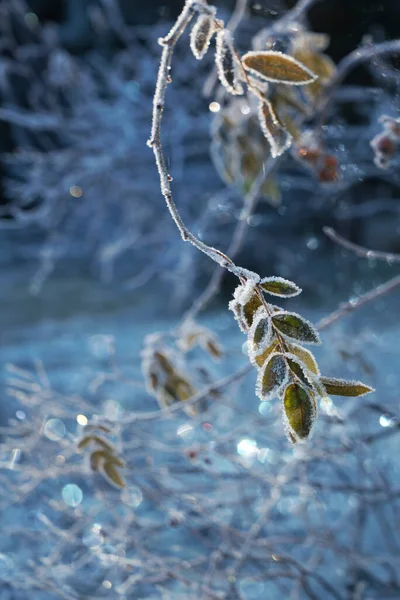 冬寒夏寒后 玫瑰花丛闪烁着霜冻 — 图库照片