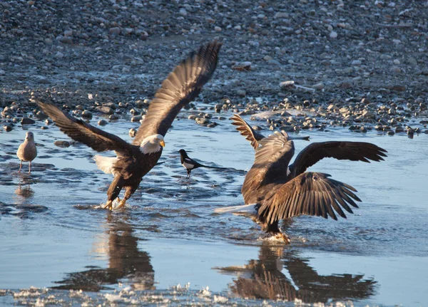 冬にはアラスカ南東部のチルカット川でサケと戦っているオオワシや他の鳥を見て — ストック写真