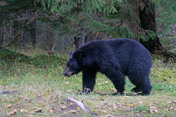 Güneydoğu Alaska Sonbaharda Bir Ormanın Kenarında Yürüyen Iri Erkek Siyah Telifsiz Stok Fotoğraflar