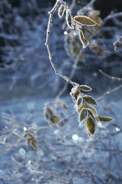 Rozenstruik Met Sprankelende Vorst Een Koude Snap Winter Met Bokeh Stockfoto