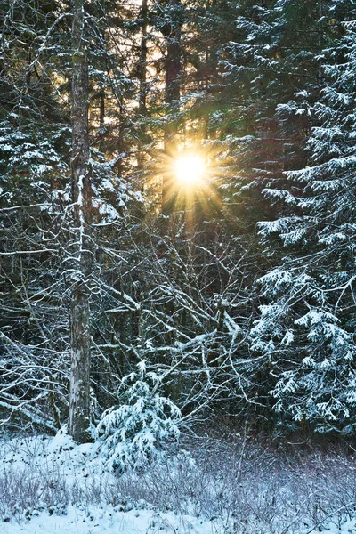 Güneş Güneydoğu Alaska Bir Ormanın Ağaçlarından Karla Batıyor Stok Fotoğraf