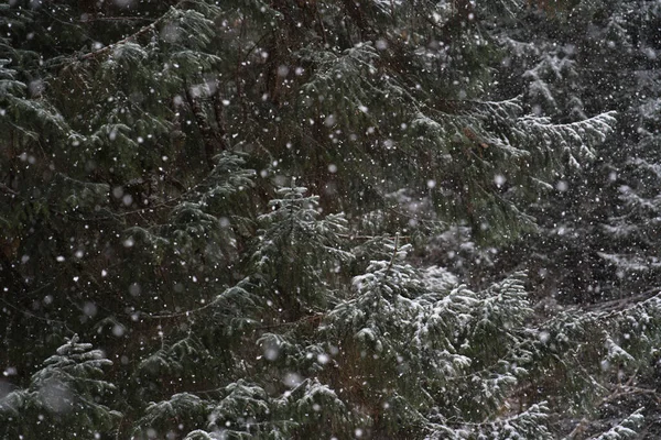 冬はアラスカ南東部のスプルースの森に降る雪 — ストック写真