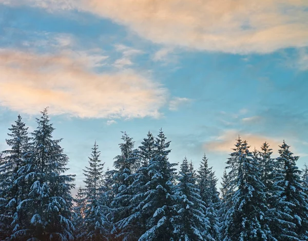 Winterbos Met Met Sneeuw Bedekte Sparren Bomen Bij Zonsondergang Zuidoost — Stockfoto