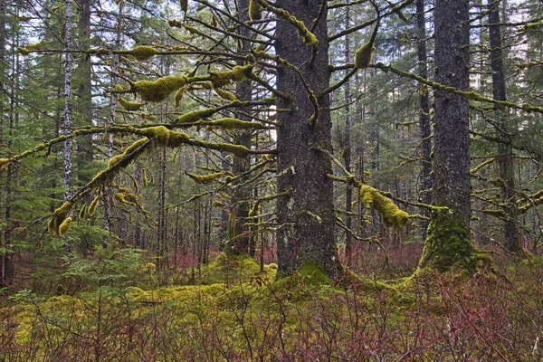 Stary Las Rosnący Jesienią Dużymi Świerkami Mchem Cykutami — Zdjęcie stockowe