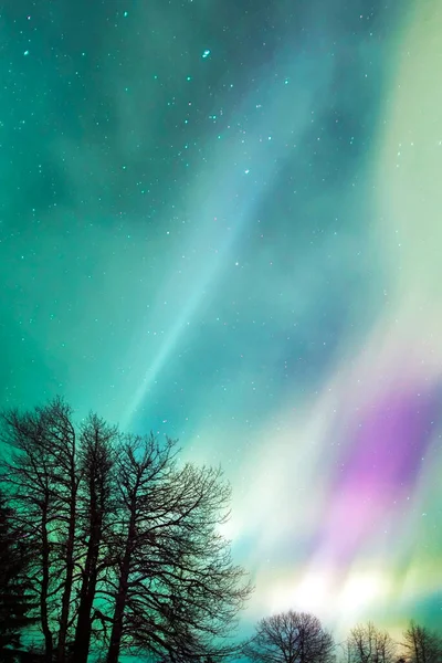 Güneydoğu Alaska Pamuk Ağaçlı Renkli Aurora Borealis Kuzey Işıkları — Stok fotoğraf