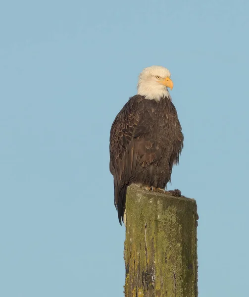 Bald Eagle Vilar Träkudde Nära Hamn Sydöstra Alaska Solig Dag — Stockfoto
