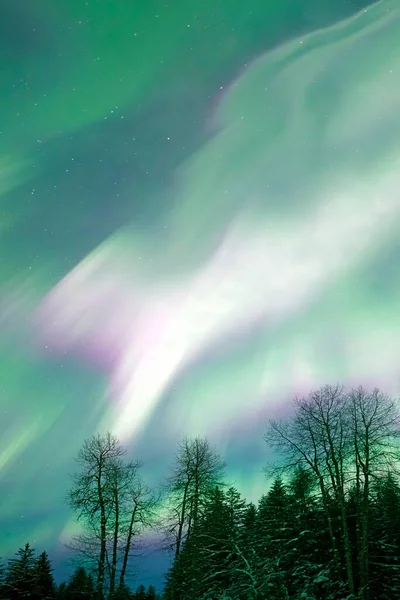 Färgmönster Natthimlen Alaska Med Norrsken Aurora Vintern Med Träd — Stockfoto