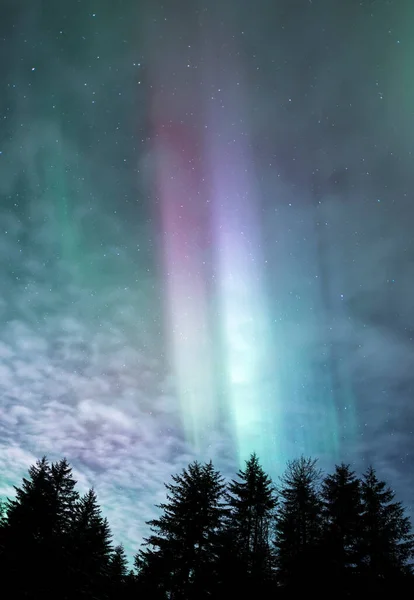 Alaska Ladin Ağacı Siluetleri Olan Renkli Aurora Borealis Flamaları — Stok fotoğraf
