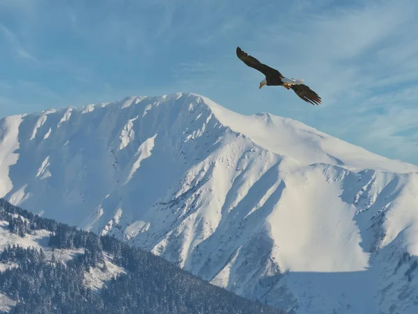 Bald Eagle Flying Snow Covered Mountain Winter Southeast Alaska — Stock Photo, Image