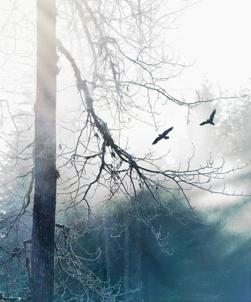 两只乌鸦在白杨树旁的薄雾中飞翔 — 图库照片