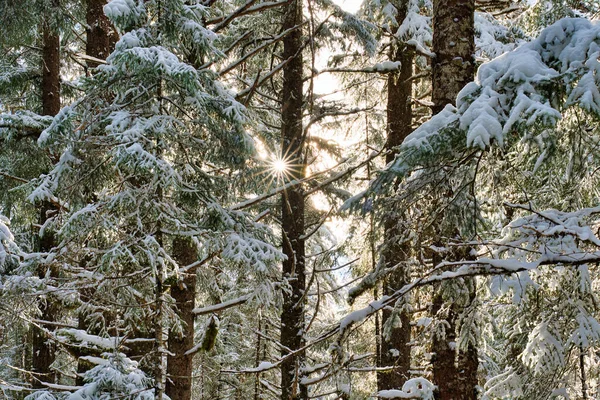 Promienie Słońca Lśniące Przez Świerk Lasy Cykuty Alasce Zimą — Zdjęcie stockowe