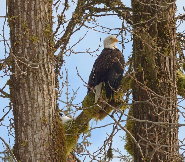 Águila Calva Sentada Árbol Algodon Con Cielo Azul Sudeste Alaska — Foto de Stock