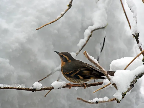 Veried Thrush Perching Branch Winter Deep Snow — Stock Photo, Image