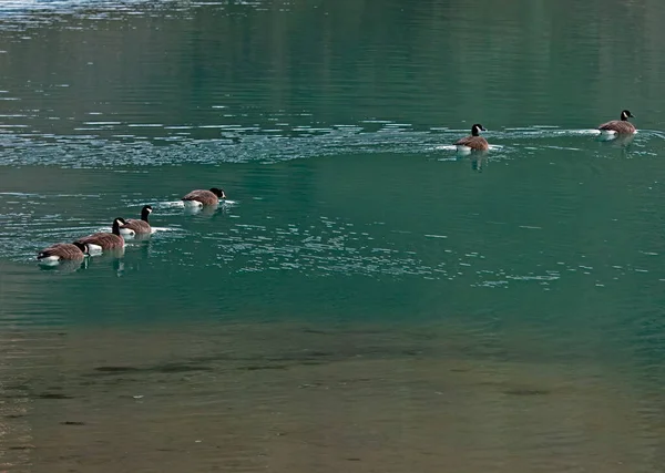 Σμήνη Του Καναδά Κολύμβηση Geese Έναν Όρμο Στη Νοτιοανατολική Αλάσκα — Φωτογραφία Αρχείου