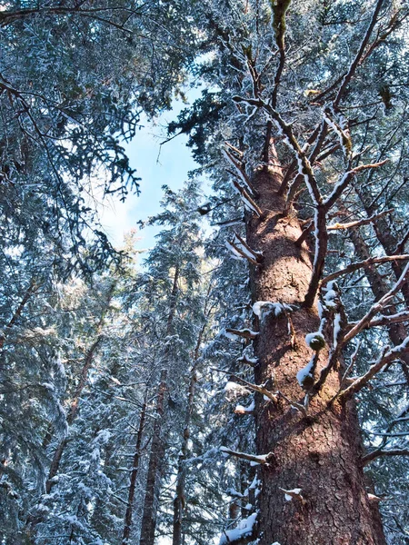 Mirando Viejo Abeto Crecimiento Bosque Alaska Invierno Con Nieve Día — Foto de Stock
