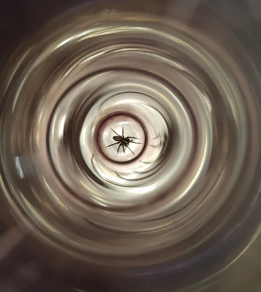 Common House Spider Fångas Ett Cirkulärt Glas Med Reflektioner — Stockfoto