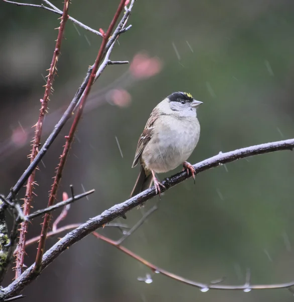 金冠麻雀在雨中鸣叫 坐在阿拉斯加东南部的树枝上 — 图库照片