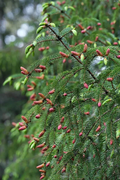 Spruce Tips Spruce Buds Sitka Spruce Tree Branch Southeast Alaska — Stock Photo, Image
