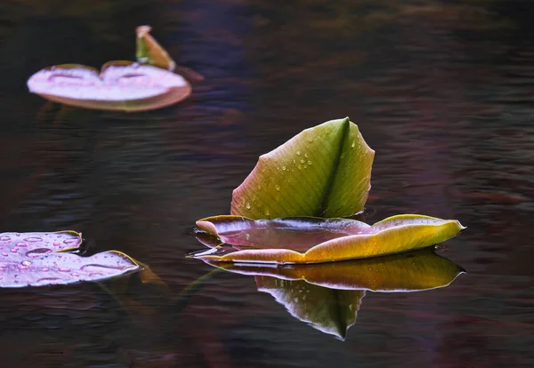 Water Lily Leaves Pond Alaska Spring Rain Storm Close — Stock Photo, Image