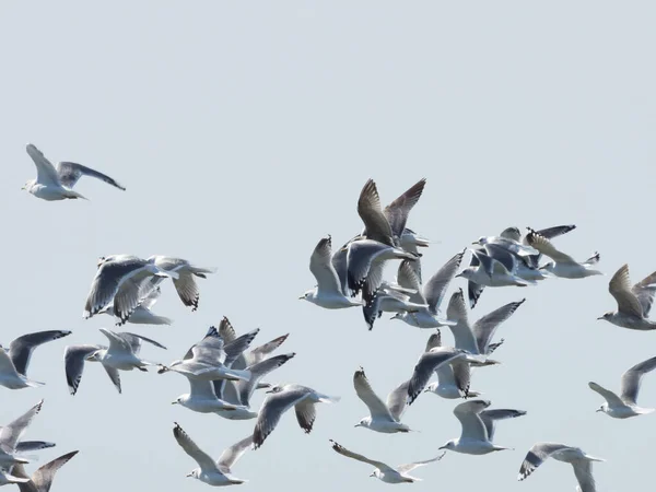 一群矮小的海鸥成群结队地在浅蓝色的灰色天空中飞翔 — 图库照片