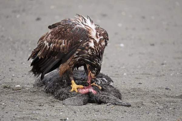 Águia Careca Sub Adulta Juvenil Alimentando Uma Lontra Marinha Morta — Fotografia de Stock