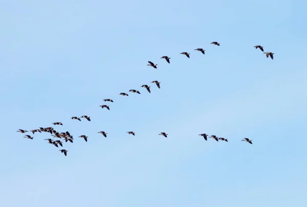 加拿大雁群在迁徙过程中乘着宽松的V在蓝天上飞来飞去 云彩斑斑 — 图库照片