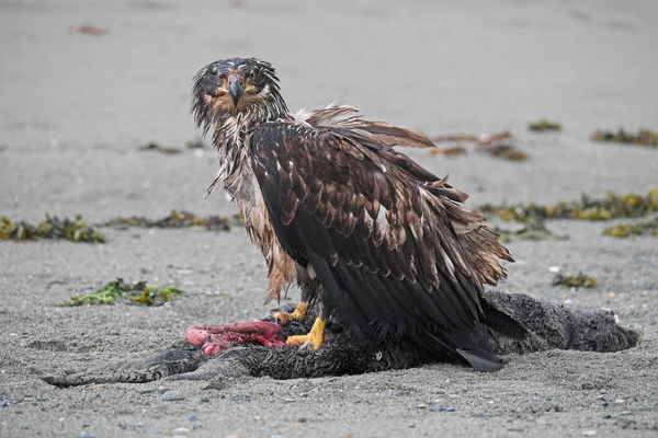 阿拉斯加东南部 一只幼小的秃鹰站在沙滩上一只死了的海獭上 — 图库照片
