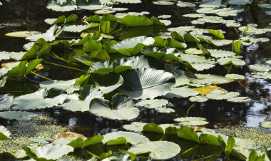 Güneydoğu Alaska 'da yazın bir gölde büyüyen nilüferler..
