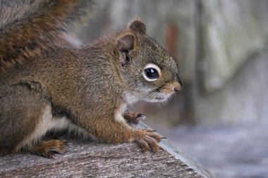 Şirin kırmızı sincap ahşap güvertenin kenarına yakın..