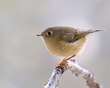 Yakut kaplamalı şirin bir krallık yazın bir dalda oturuyor..