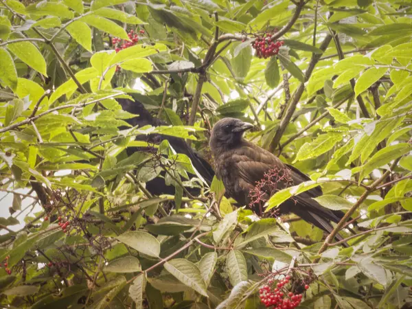 Corbeaux Dans Buisson Sureau Été Avec Des Baies Mûres Photo De Stock