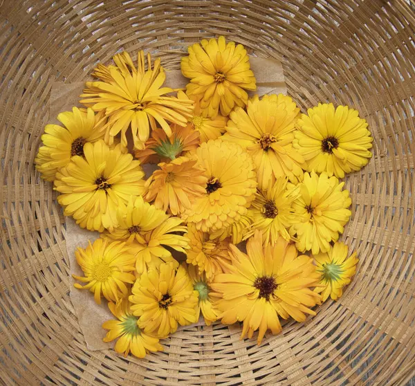 Calendula Flowers Basket Gathered Summer Make Healing Salve Stock Picture