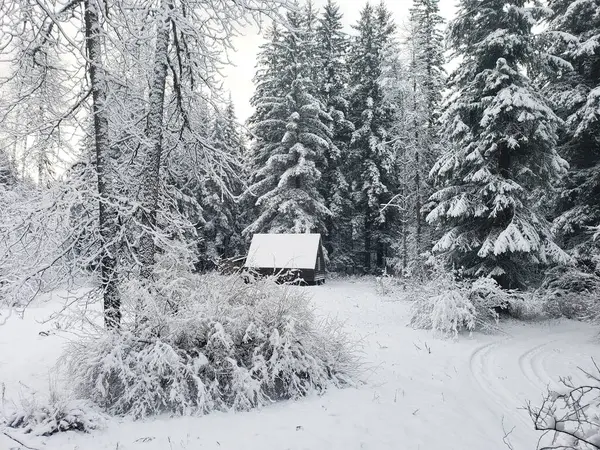Neve Uma Propriedade Alasca Com Uma Antiga Cabana Floresta Fundo Imagens Royalty-Free